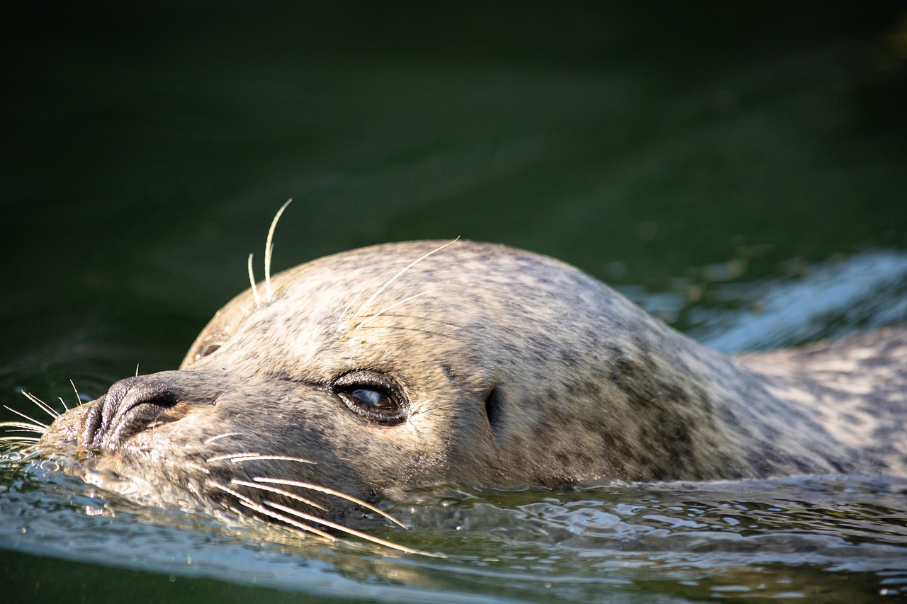 Animal Migrations: Spectacular Journeys and Conservation Challenges
